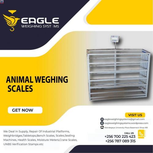 Cattle weighing scales for cows, sheep, goats, pigs in Kampala Uganda