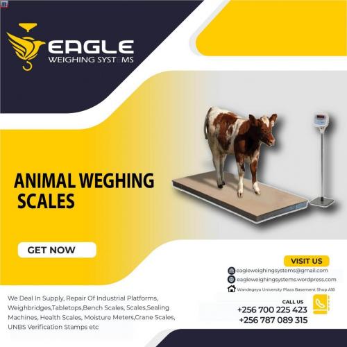 Cattle weighing scales for cows, sheep, goats, pigs in Kampala Uganda